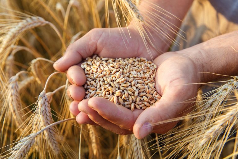 Prepping with wheat grain