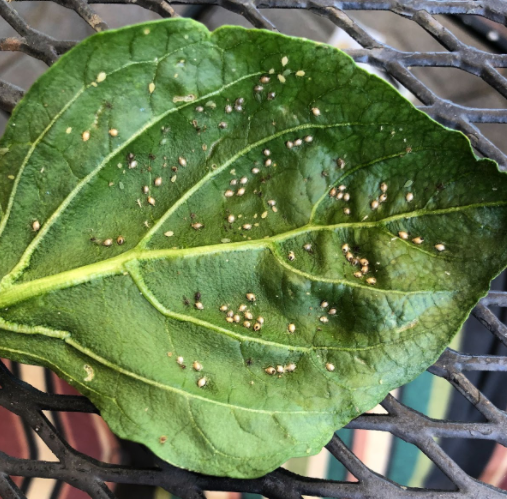 Pepper Leaf Infestation