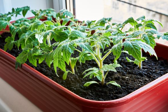 Tomato Sprouts