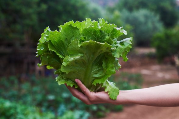 Growing lettuce all season - lifecycle of lettuce and planting schedule