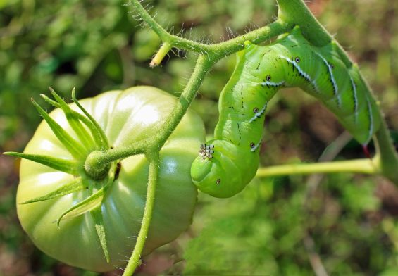 Tomato Horn Worm