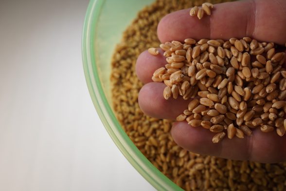 Wheat Berries - 21 Grains